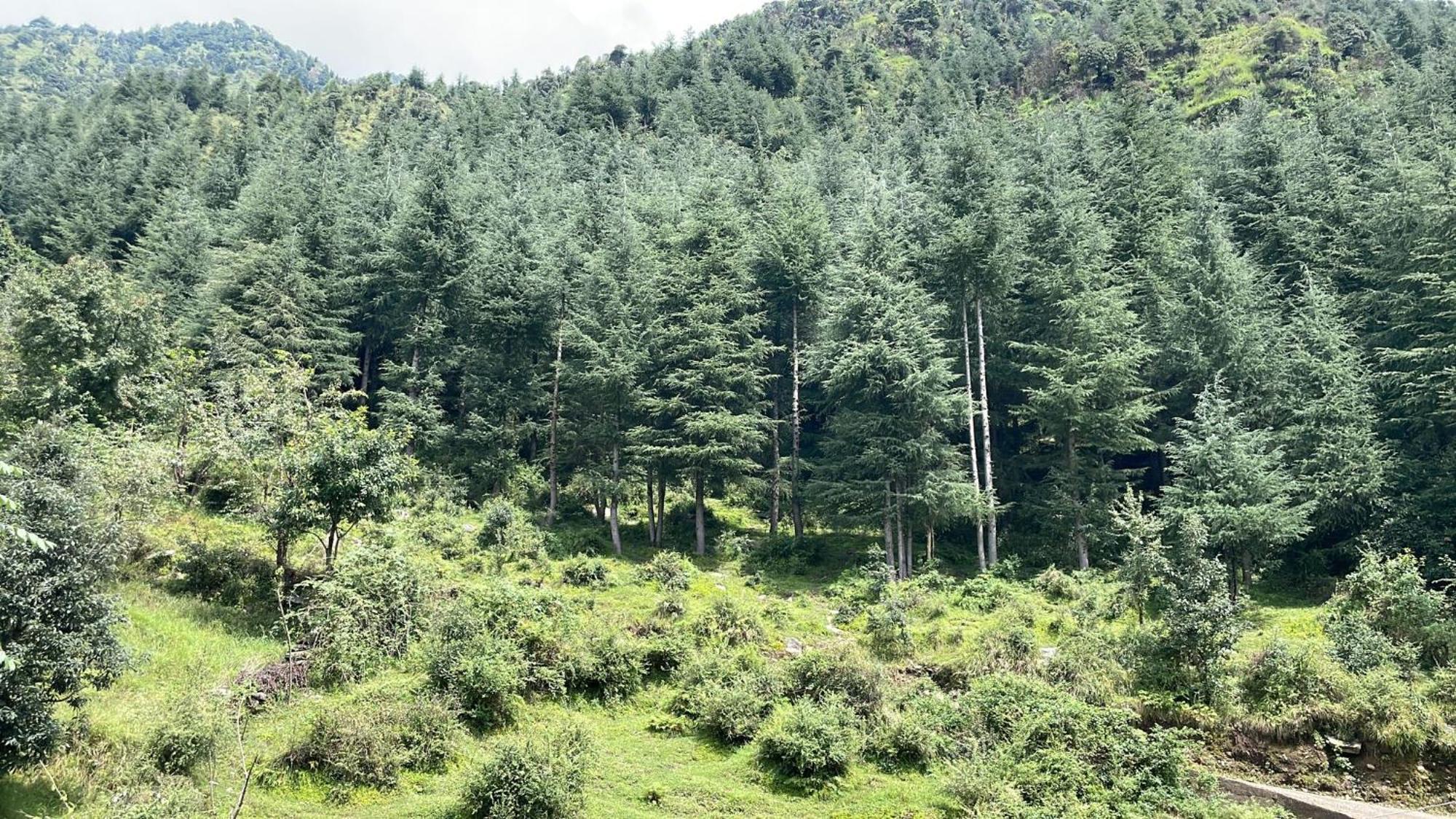 Oasis Guest House Bhagsu D'Shala Dharamszala Kültér fotó